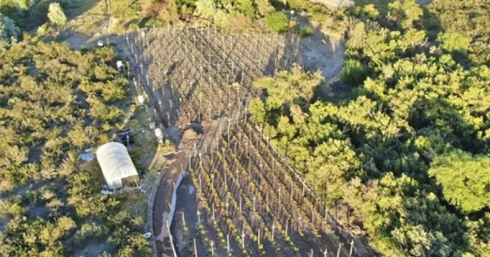 A la organización se le secuestraron 680 plantas de marihuana en plantaciones propias que fueron detectadas con drones. - Foto: PROCUNAR