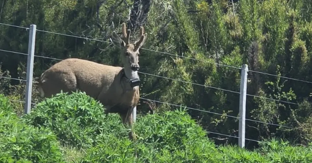 Piden a los automovilistas, circular con precaución y evitar bajar mascotas de los vehículos.