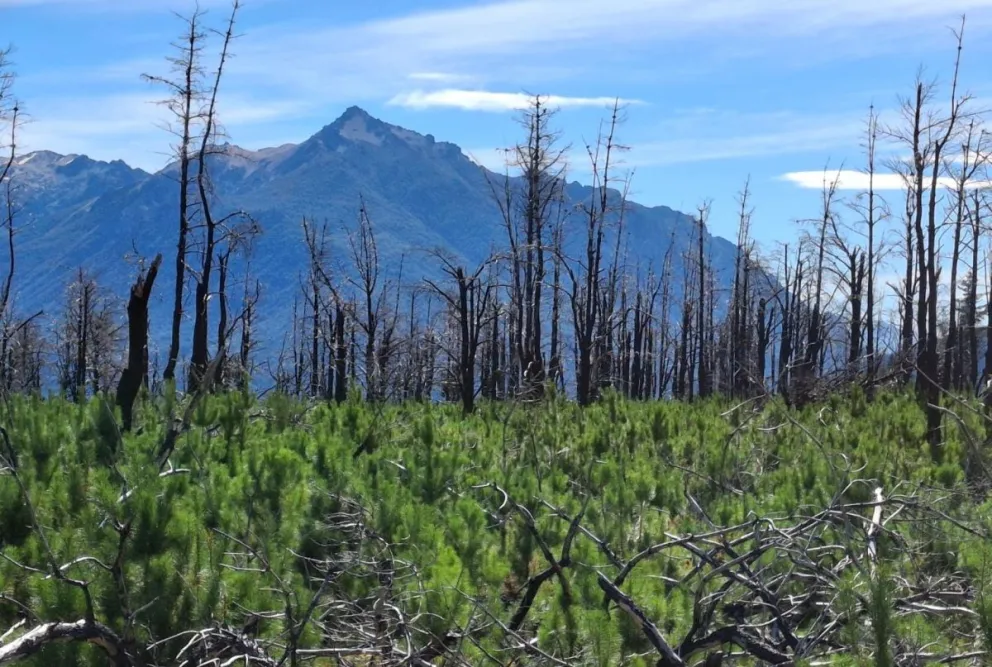 A un año de los incendios en la Comarca Andina, el pino emerge entre la capa de cenizas. 