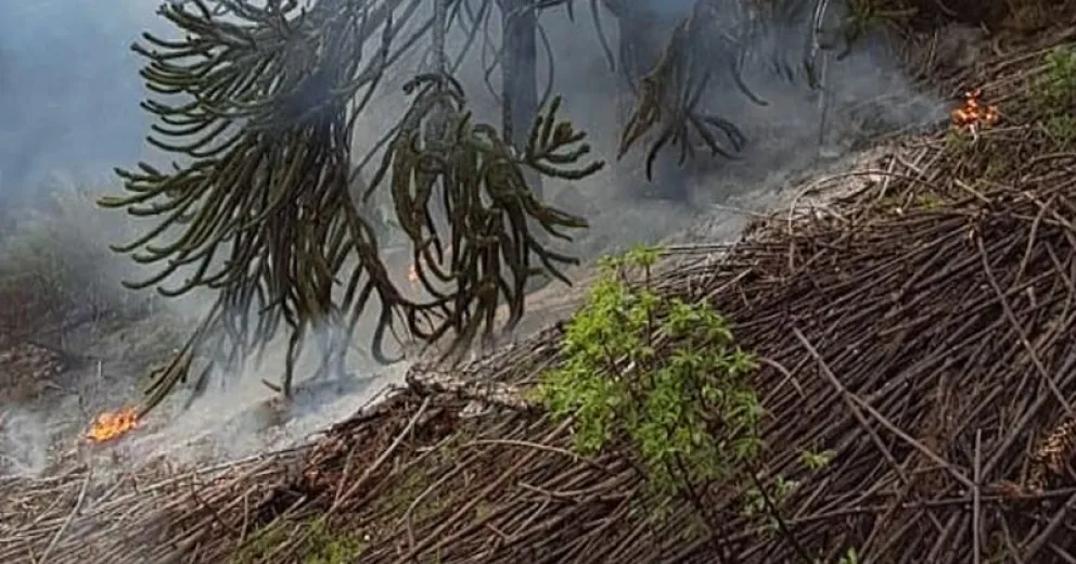 Se quemaron araucarias, caña colihue, achaparrado de ñire y lengas.