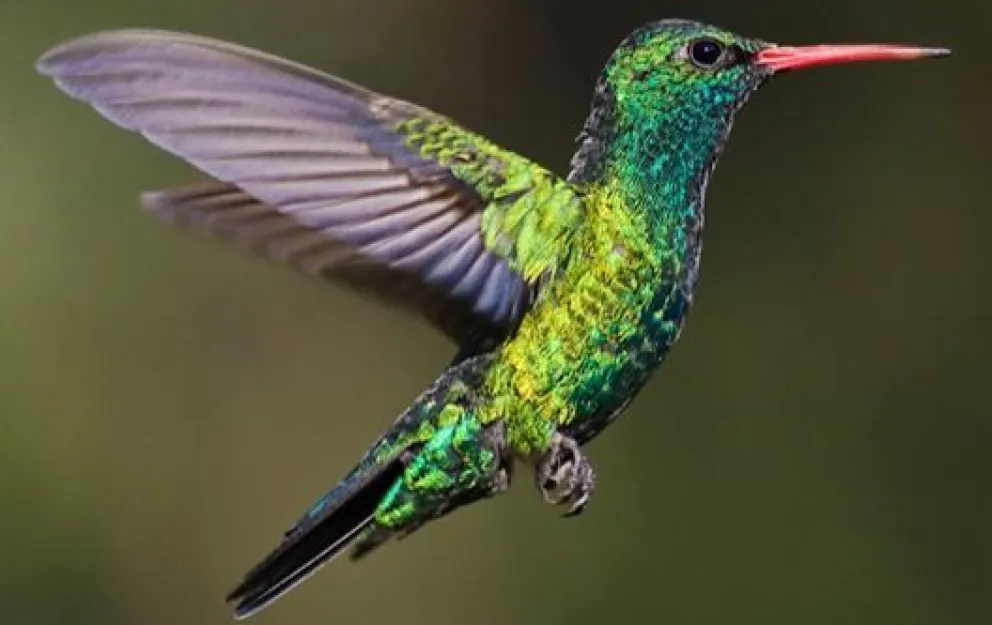 El colibrí, picaflor o pinda.