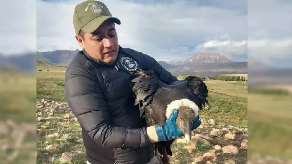 El cóndor quedó alojado en la oficina de Fauna de Chos Malal / Fotos LMNeuquen 