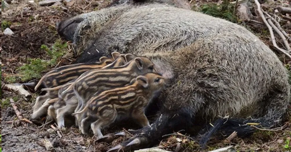 La agresividad de las hembras aumenta y hay que estar preparado para el encuentro.