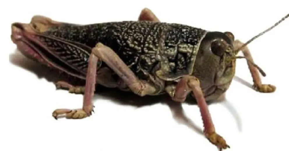 Poca agua y sin comida, los animales comienzan a morir.