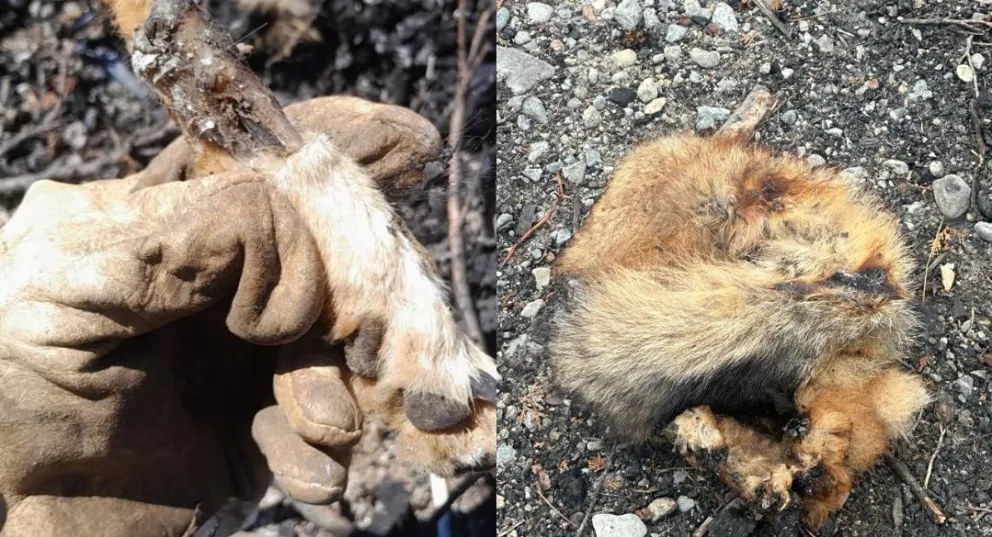 Las autoridades provinciales y judiciales ya fueron notificadas y se espera que en los próximos días avancen las pericias / Foto Lapoliticarionegro