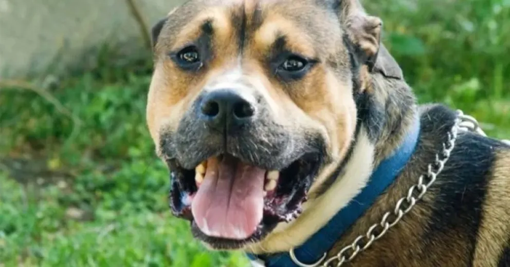 Los había cargado en su camioneta  para llevarlos al veterinario para sus controles. 