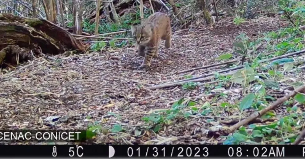 Una de las tomas de las cámaras trampa.