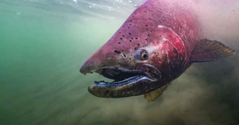 Consideran que llegó el momento de hacer algo para evitar que se siga propagando. 