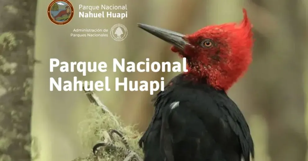 Ya se puede ingresar al sitio.