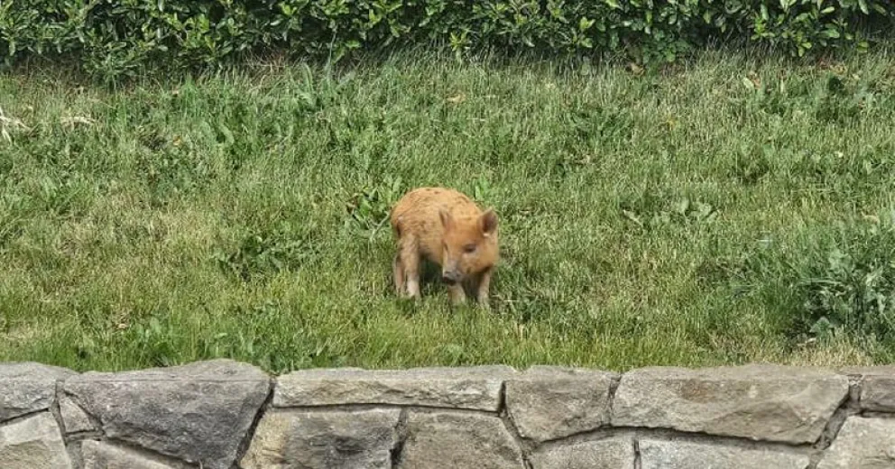 El animalito andaba a solo 2 kilómetros del centro de Bariloche.