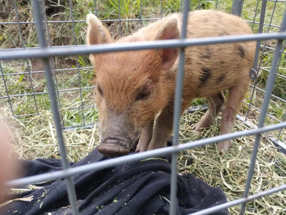 La cría permanece en el predio del Parque Municipal Llao Llao.