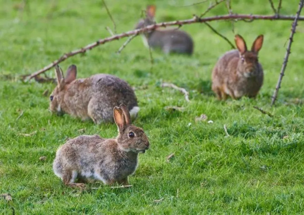 En Chile ya implementan sistemas para combatir la invasión de conejos. 