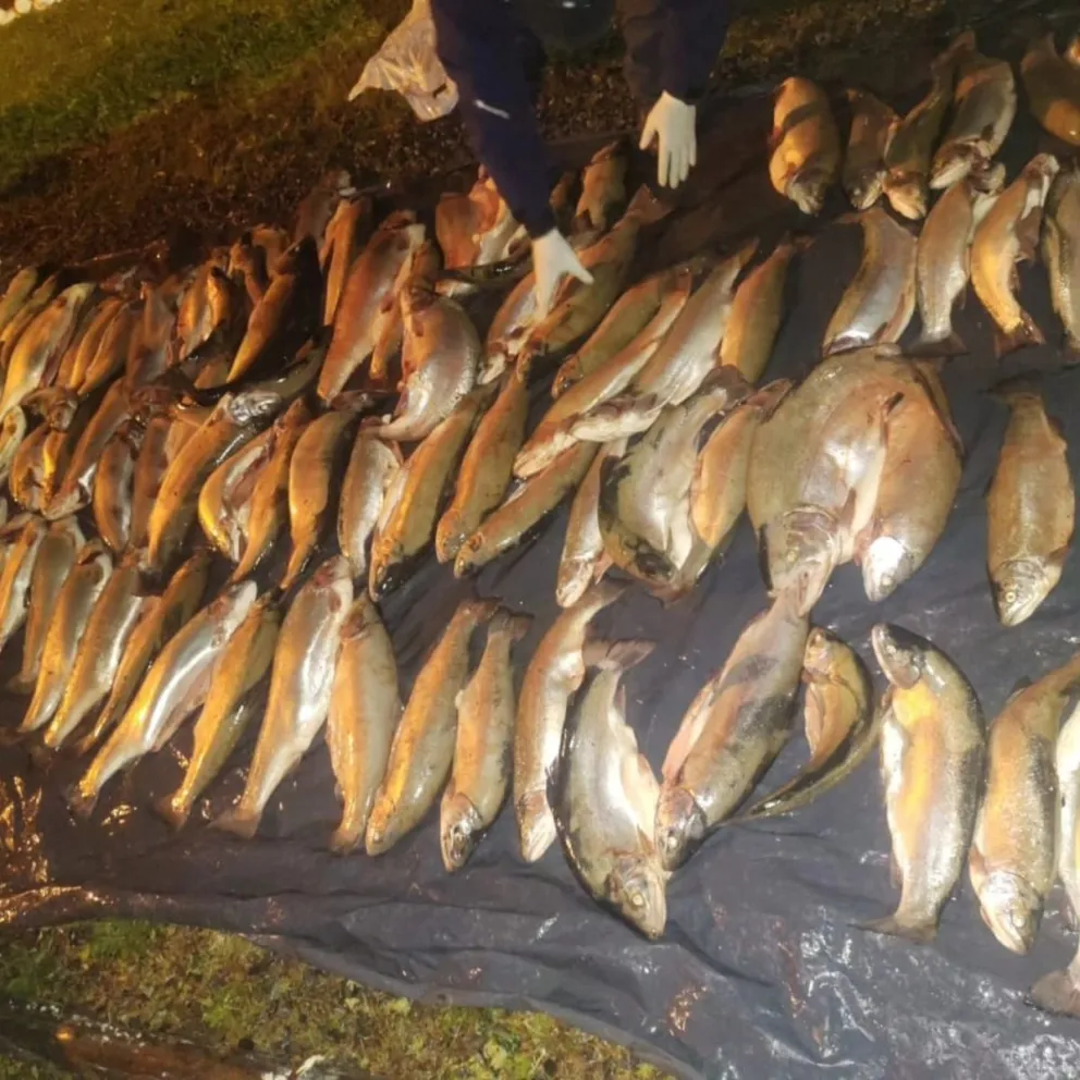 Circulaban en u auto con 170 truchas pescadas furtivamente. 