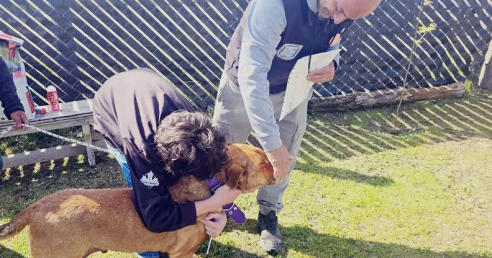 Una nueva oportunidad para la mascota. 