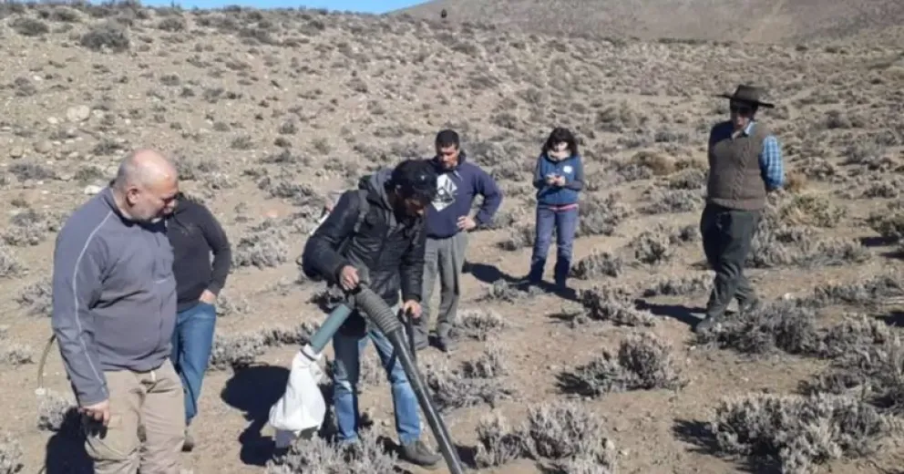 Avanzan en encontrar una solución a la plaga de tucuras convirtiéndolas en harina.