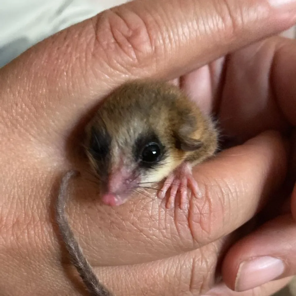 Luego de ser examinado, fue liberado.