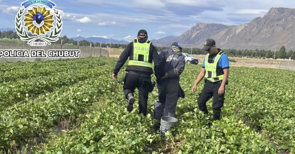 Aprovechó el feriado para ingresar a la chacra.