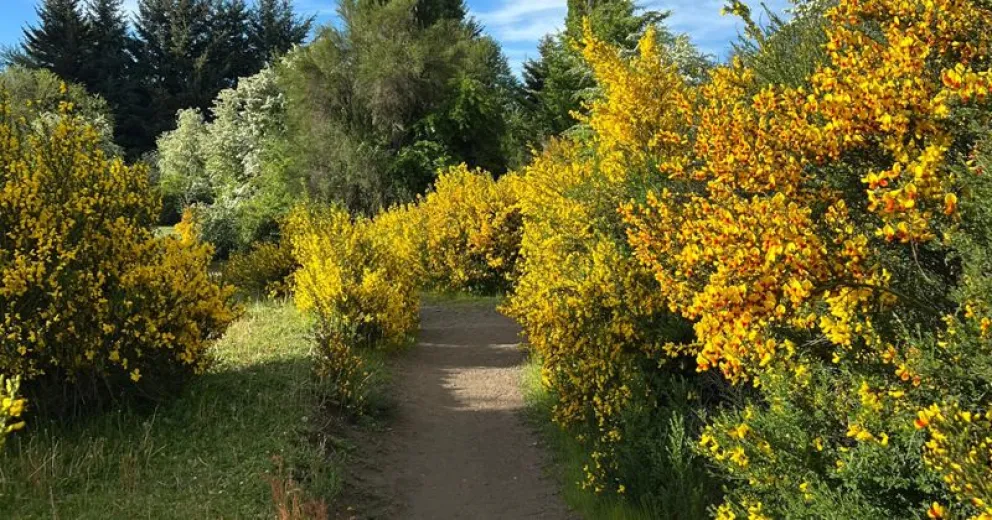 Caminar para la prevención de enfermedades o como terapia.