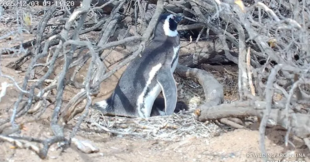 Dispusieron cámaras que no afectan la vida silvestre de los pingüinos. 