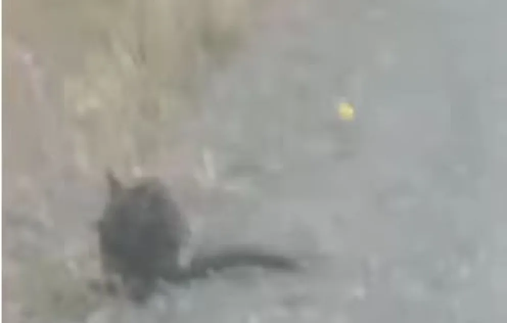 El video de un extraño roedor se viralizó en la Comarca Andina. Video: Gentileza Leonardo 