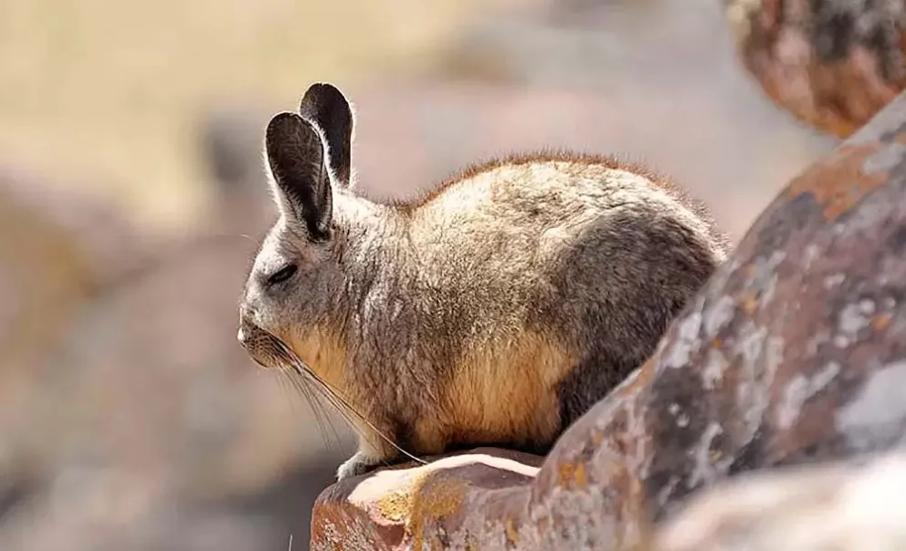 El chinchillón es una especie de roedor, emparentado con la vizcacha de las pampas. 