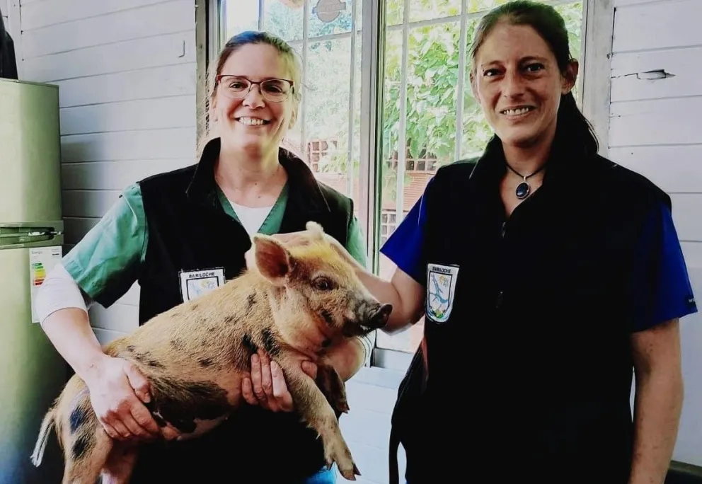Crece y gana peso el cerdito encontrado por personal municipal en el oeste de Bariloche. 