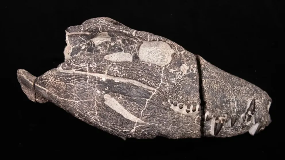 Cráneo fósil de Kostensuchus atrox, un pariente de los cocodrilos de 70 millones de años de antigüedad. Foto: José Brusco para National Geographic.