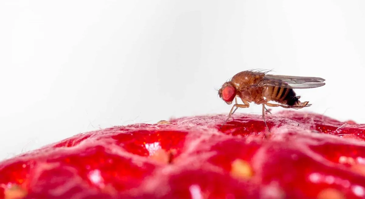 Avanza en la Patagonia la Técnica del Insecto Estéril para combatir la ...