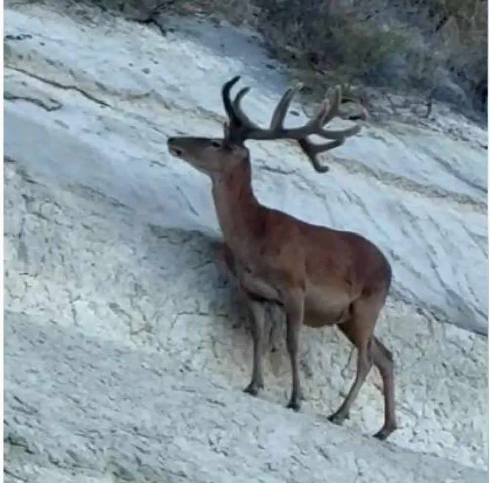Especialistas señalan que este tipo de apariciones suele estar vinculada al avance urbano sobre áreas naturales.