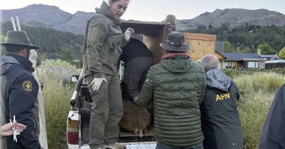 Momento en el que era trasladado el huemul.