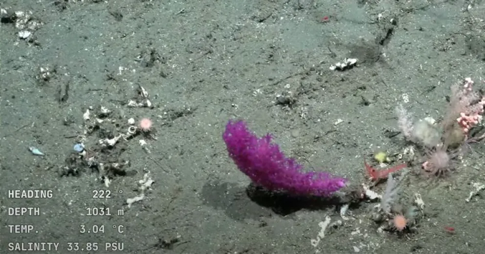 La expedición llega a las costas de Chubut.