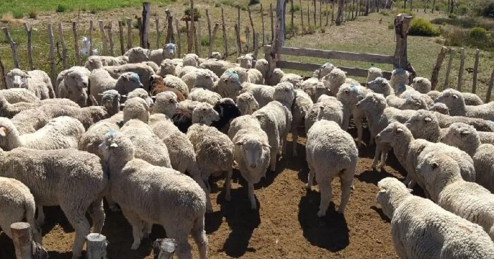 Tomar recaudos indispensables al momento de faenar.