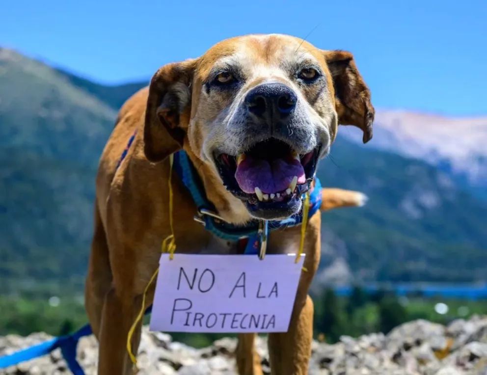Buscan concientizar sobre la importancia de respectar la ley para cuidar a los animales además de prevenir incendios. Foto Sanidad Animal.