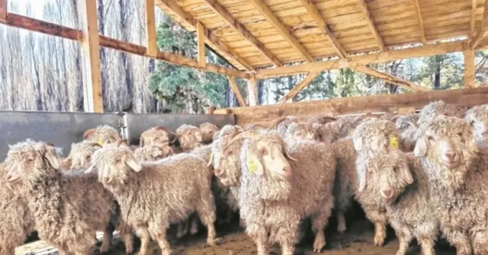 El vehículo oficial presentaba bolsas grandes blancas de las que sobresalían patas de animales faenados. Imagen ilustrativa.