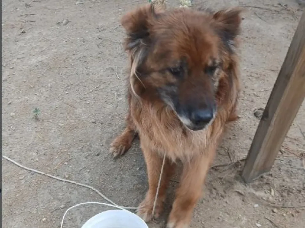 Perro asustado y perdido en la zona del Cementerio Municipal, uno más del éxodo de mascotas por la pirotecnia. 