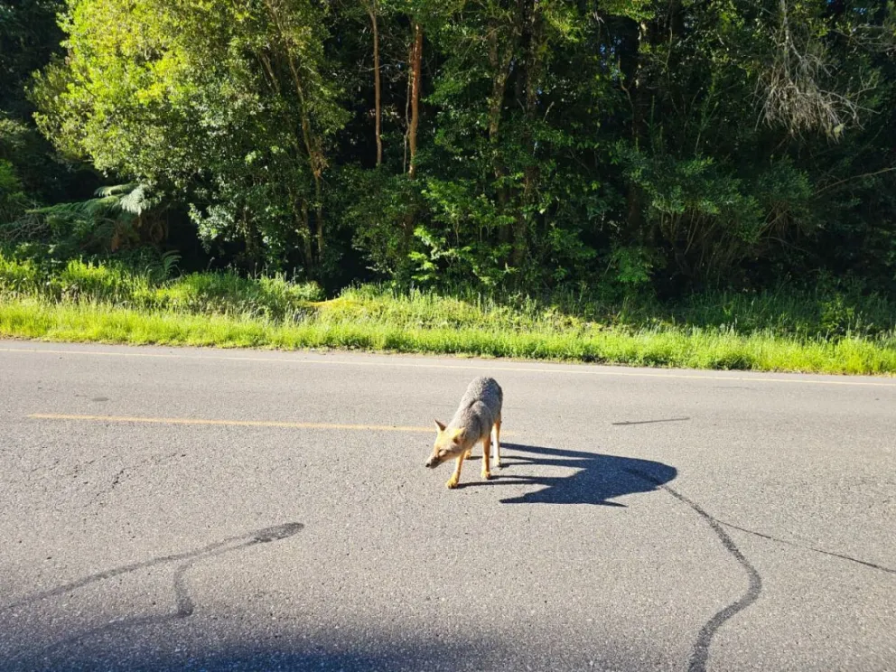 Un zorro de gran porte sorprendió a automovilistas en el Paso Cardenal Samoré