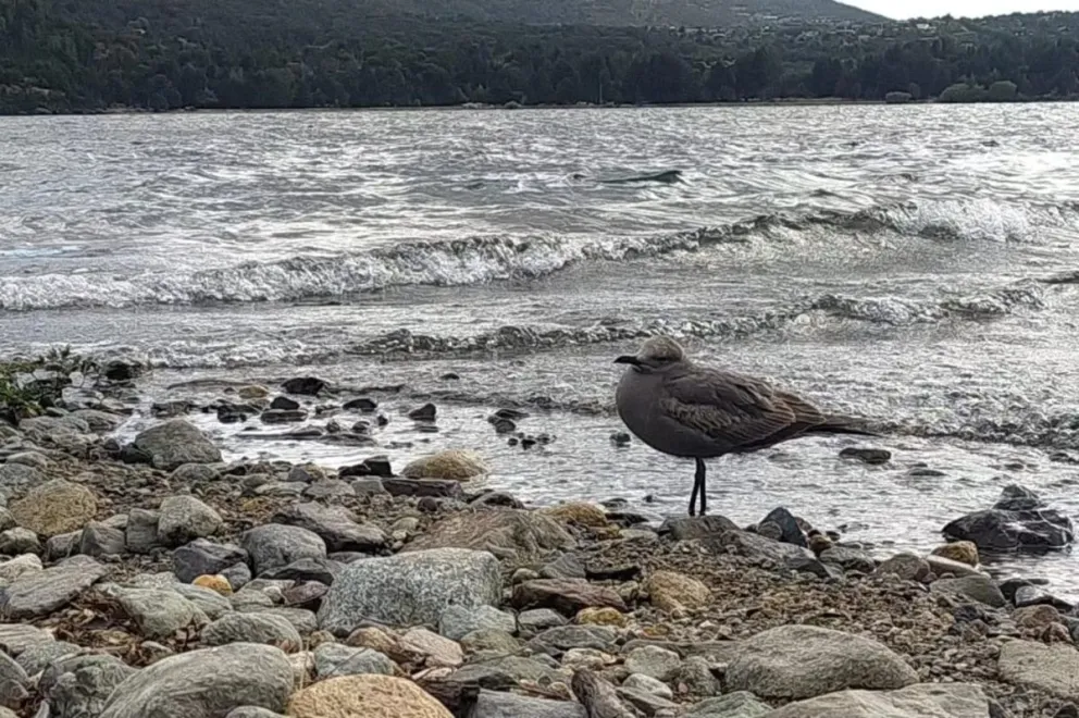 Pudo haber llegado luego de una tormenta. Imágenes gentileza del Guardaparque Sebastián D'Ingianti.