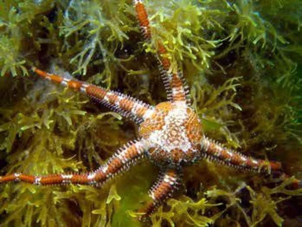 El streaming del CONICET fue de lo más visto en el 2025 