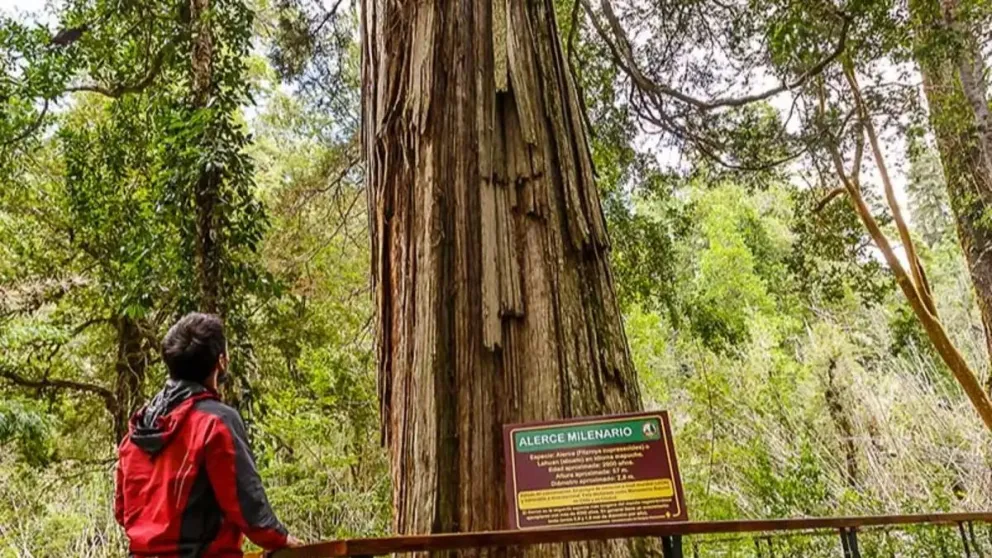 El riesgo que hoy enfrenta el Parque Nacional Los Alerces no es menor ni circunstancial.