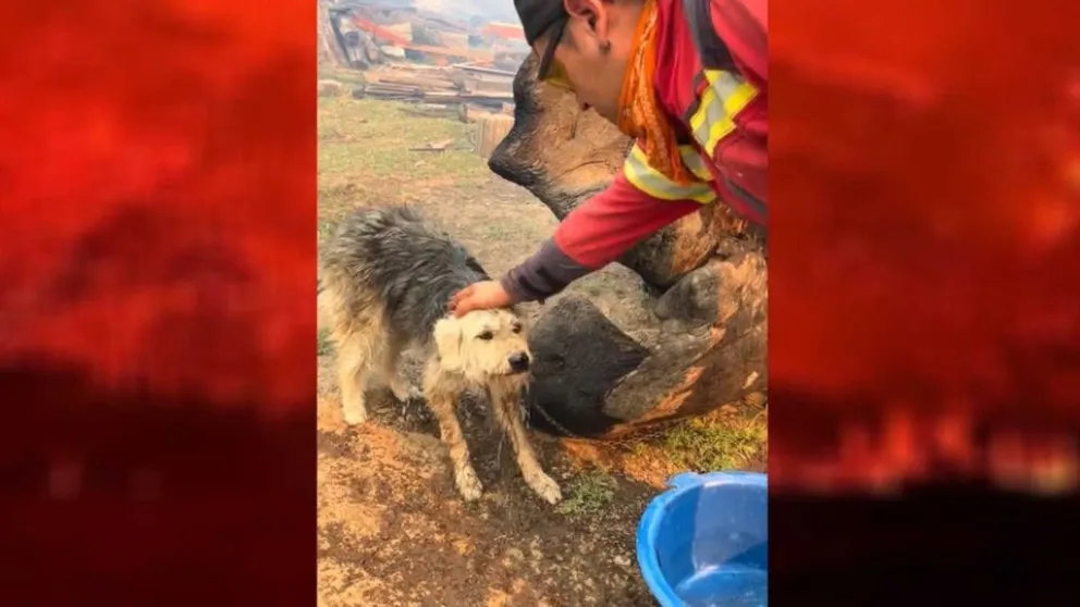 A salvo: el can pudo ser detectado por los combatientes en una propiedad privada afectada por el fuego. Foto: Diario Jornada. 
