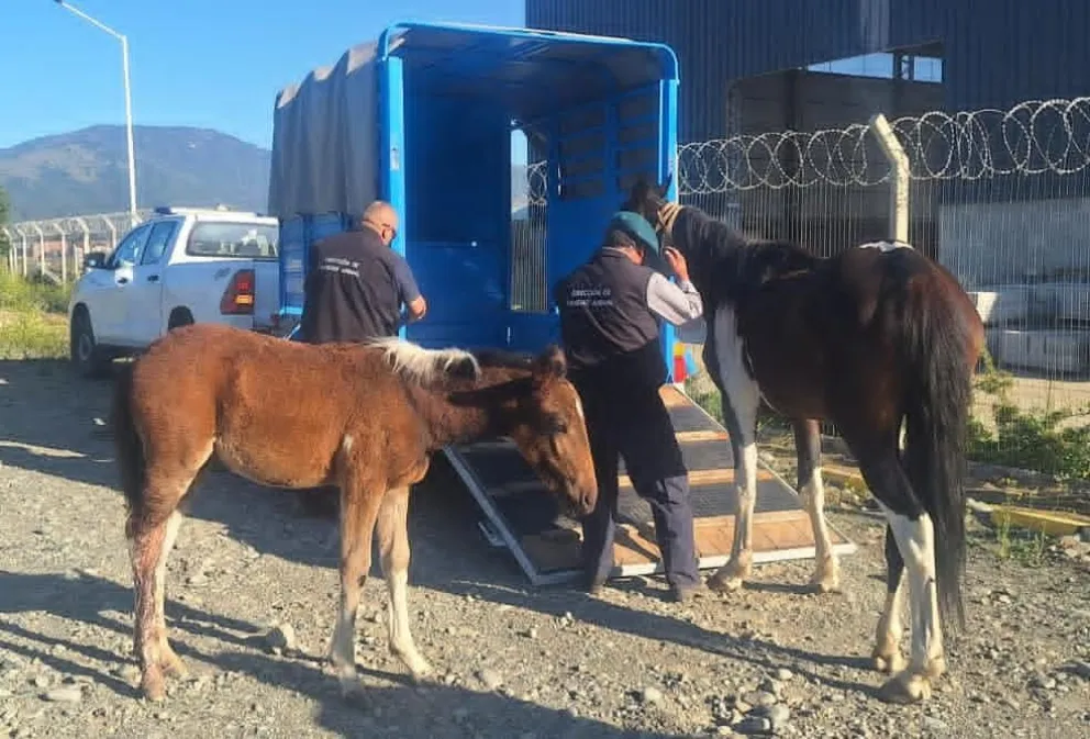 Nuevamente es noticia el maltrato animal.
