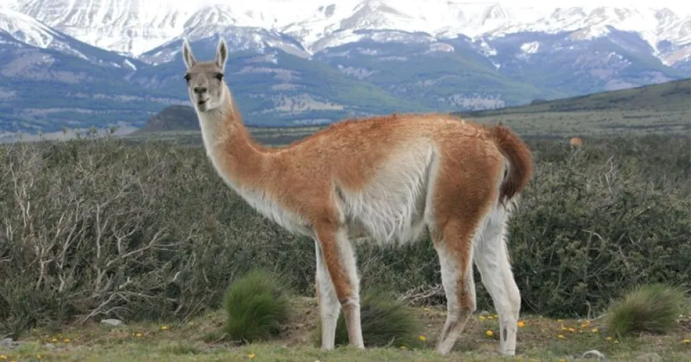 Uno de los involucrados entregó de manera voluntaria el rifle utilizado para cazar el guanaco, el cual fue remitido al Registro Nacional de Armas (RENAR) para su destrucción.
