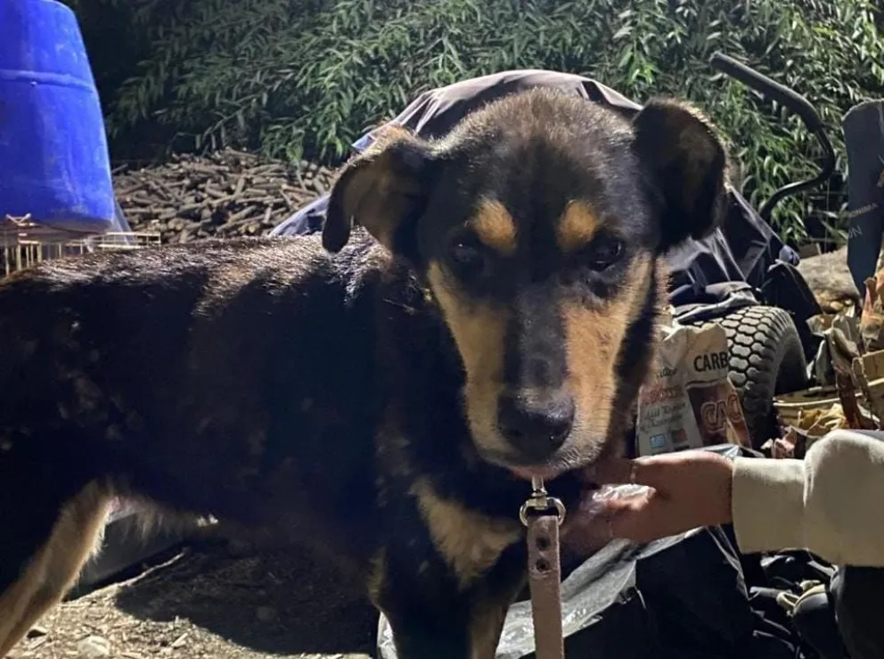 Un grupo de rescatistas organiza hogares de tránsito para animales de familias evacuadas en el incendio de  la Comarca Andina. Foto gentileza.