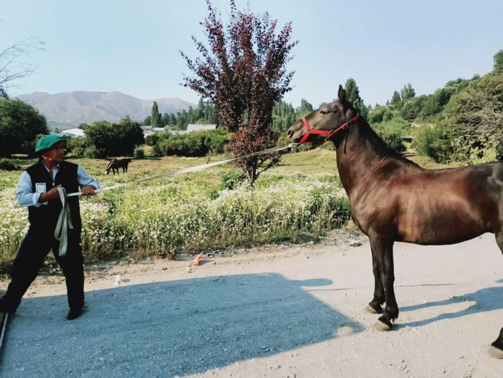 se trata de animales que ya habían sido capturados con anterioridad por encontrarse sueltos en la vía pública.