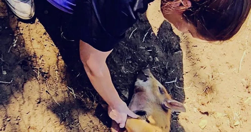 Ahora planifican su castración.