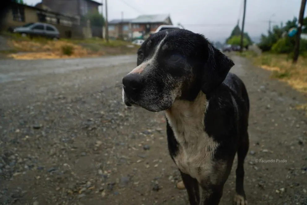 El episodio dejó expuesta una vez más la necesidad de reforzar la concientización y el cumplimiento de las normas / Fotos ilustrativas: Facundo Pardo