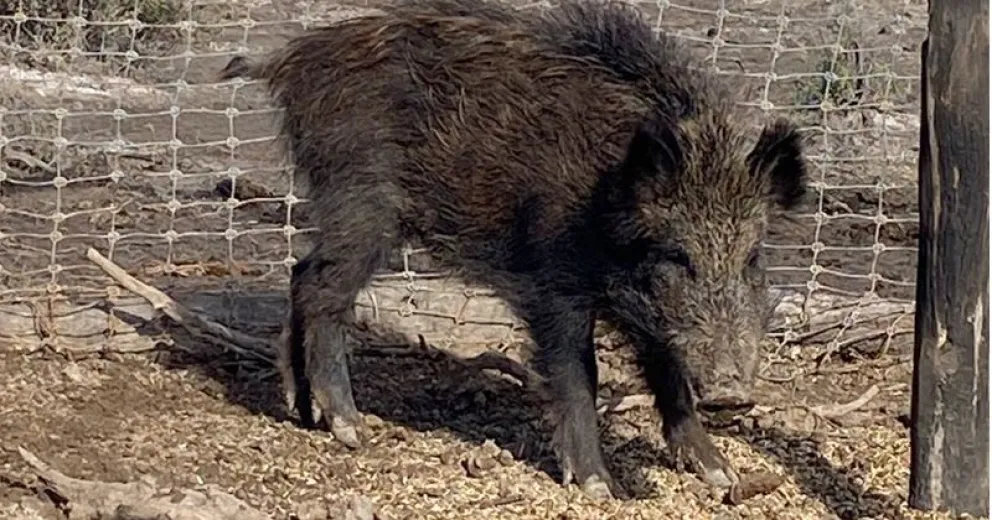 El jabalí sigue avanzando en zona urbana. Imagen de un animal capturado con las jaulas- trampa-