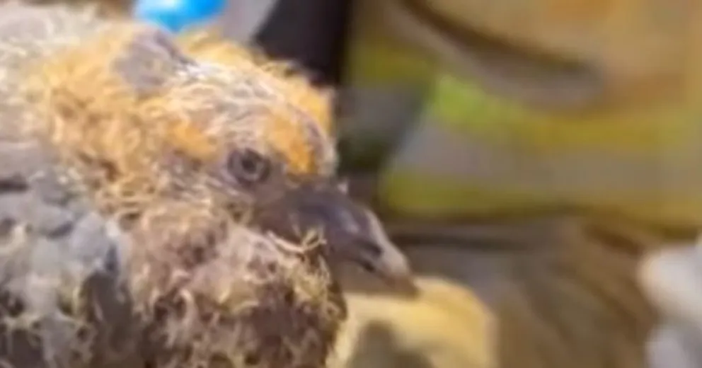 Aves y animales sufren las consecuencias de los incendios.