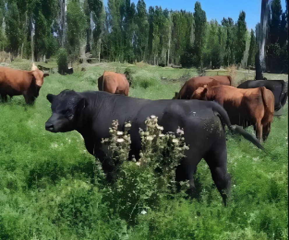 La cabaña La Carlota, de Edgardo Tejeda, es una referencia en la raza Angus.