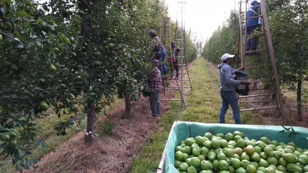 La madurez de la fruta no avanza de manera pareja este verano.